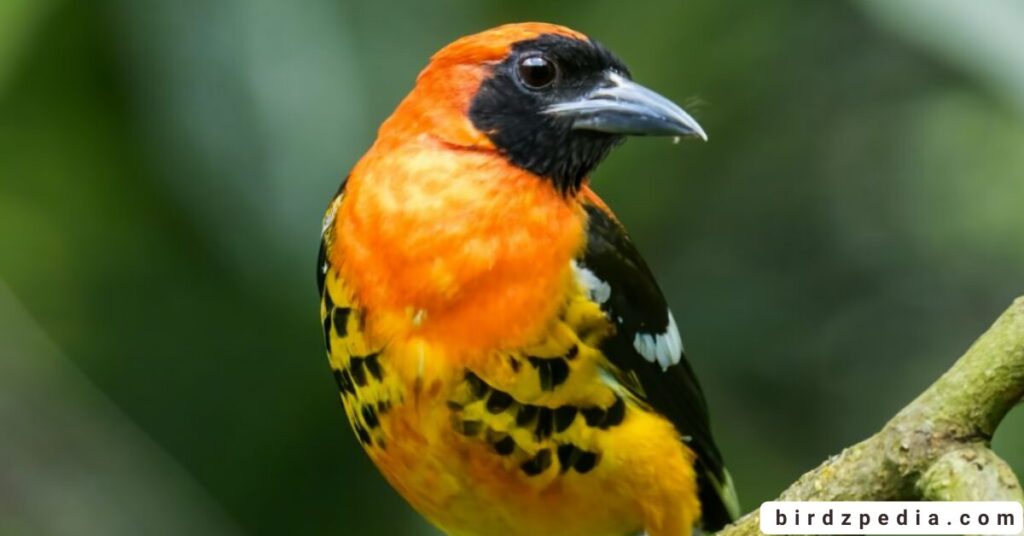 Orange belly bird birdzpedia.com