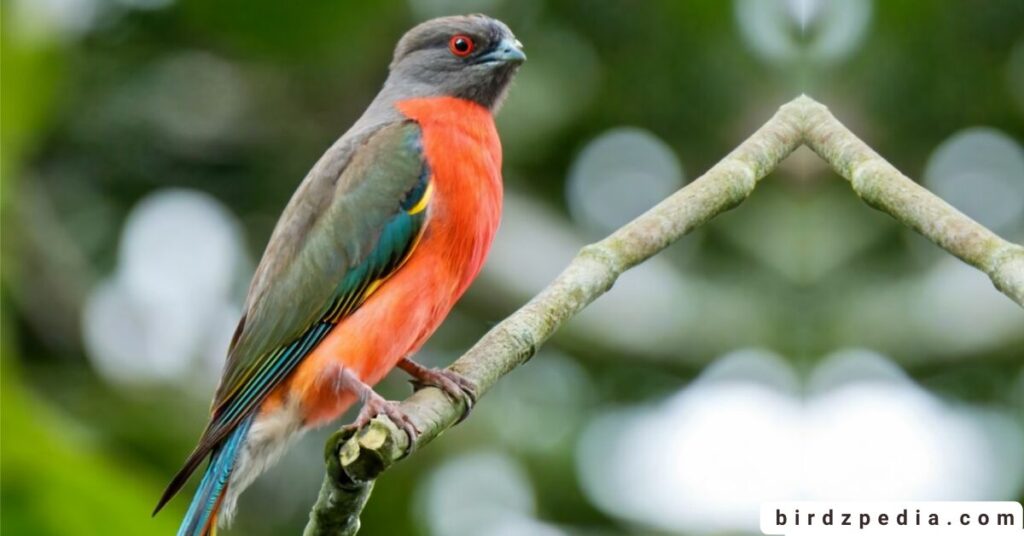 Orange belly bird birdzpedia.com