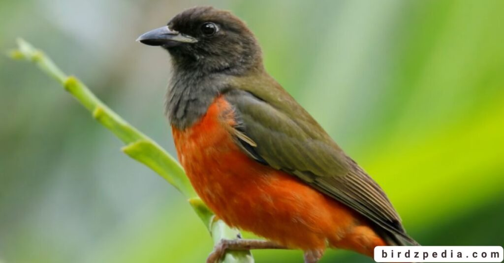 Orange belly bird birdzpedia.com