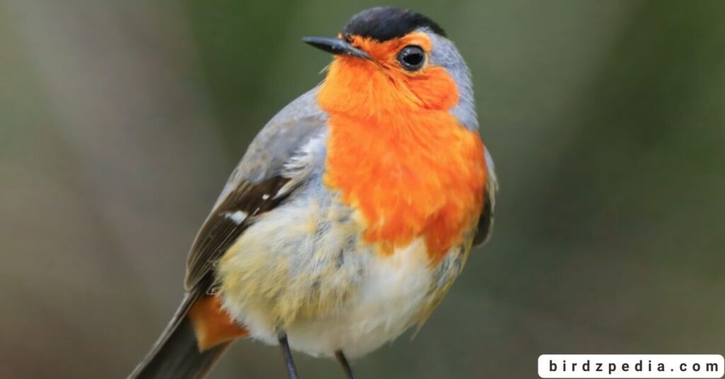 Orange belly bird birdzpedia.com