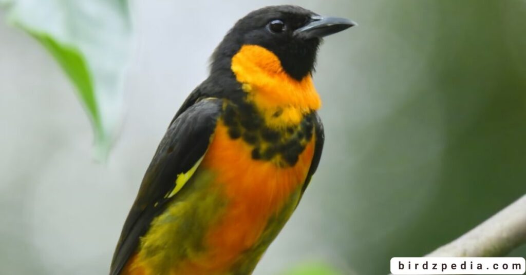 Orange belly bird birdzpedia.com
