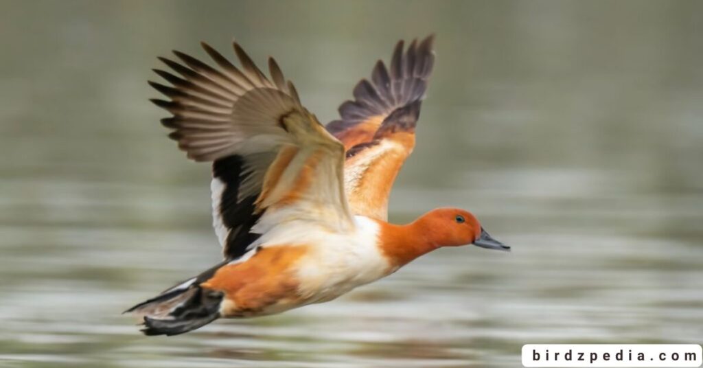 Orange belly bird birdzpedia.com