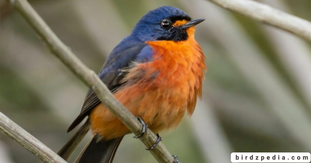 Orange belly bird birdzpedia.com
