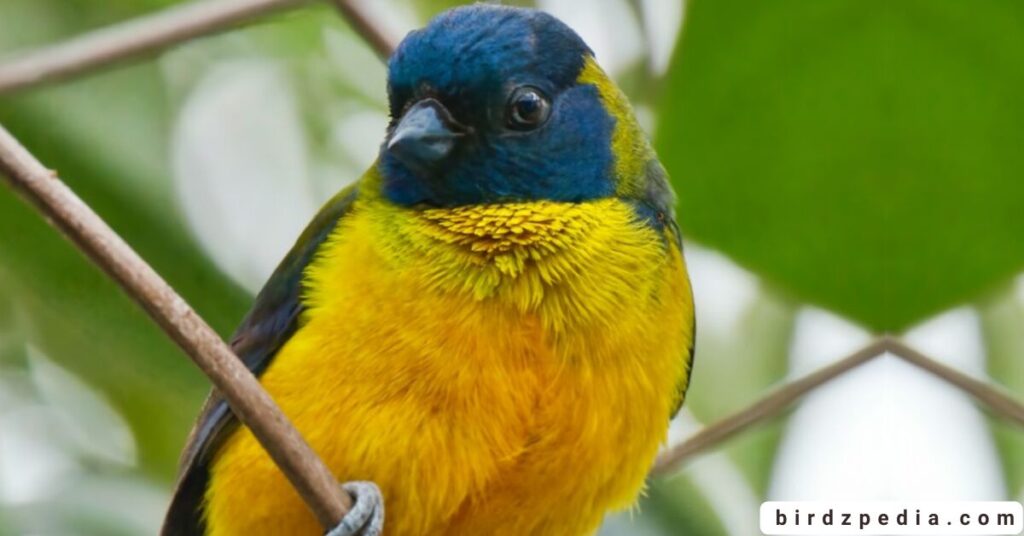 Orange belly bird birdzpedia.com