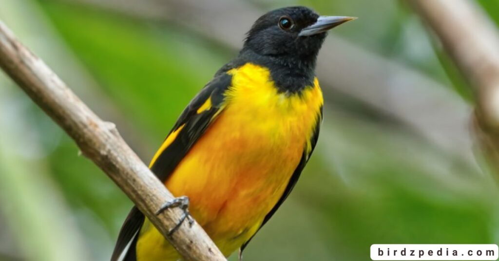Orange belly bird birdzpedia.com