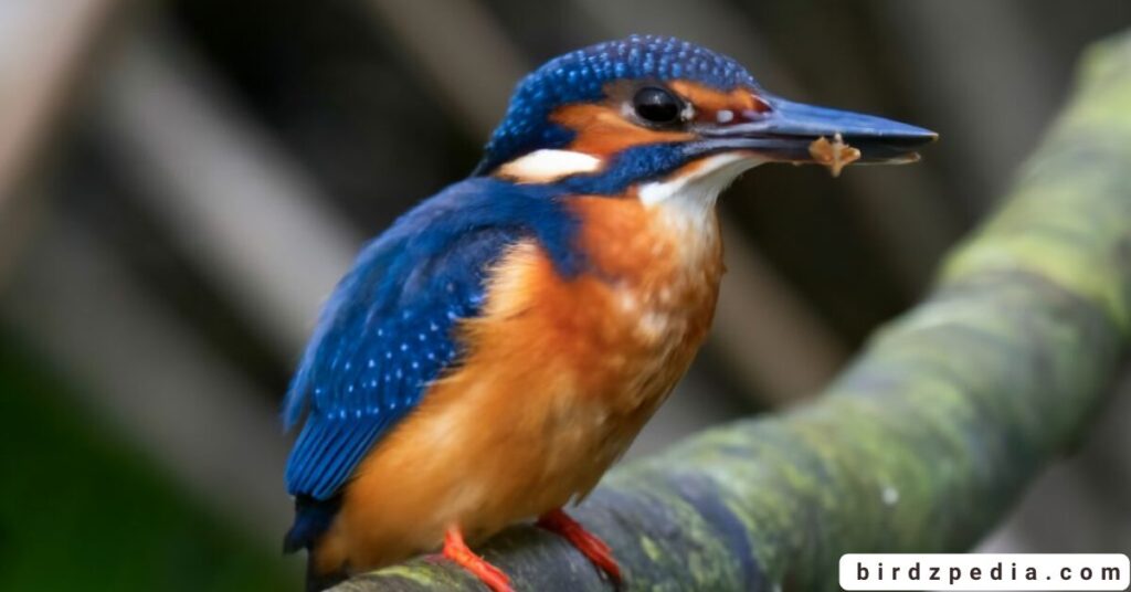 Orange belly bird birdzpedia.com