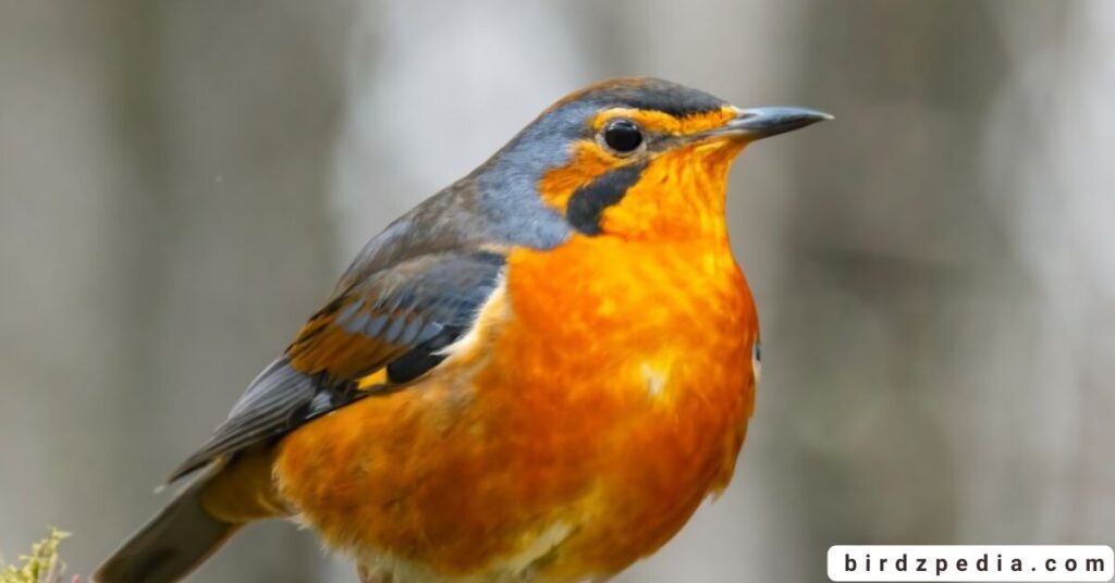 Orange belly bird birdzpedia.com