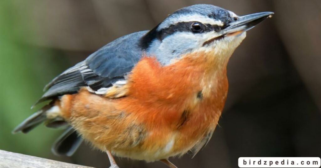 Orange belly bird birdzpedia.com