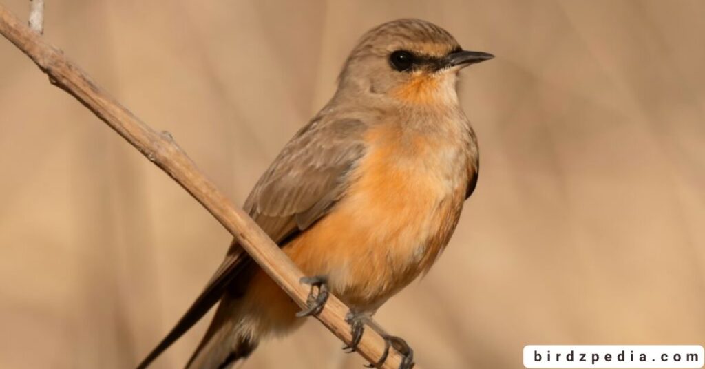 Orange belly bird birdzpedia.com