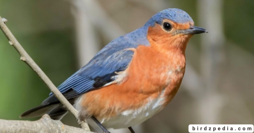 Orange belly bird birdzpedia.com