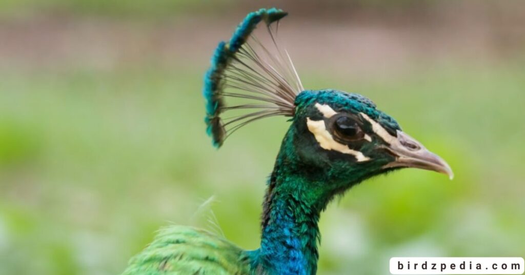 Indian Peafowl birdzpedia.com