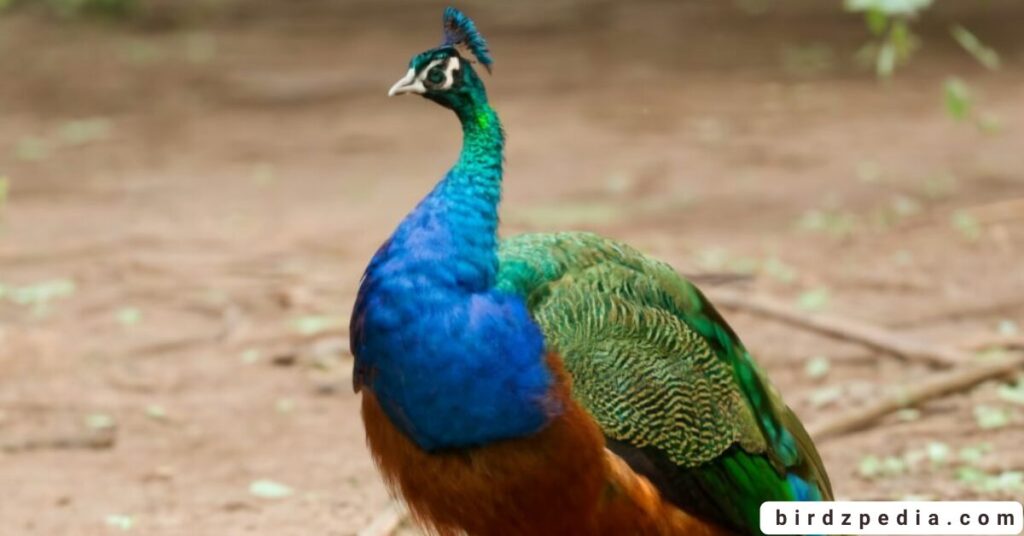 Congo Peafowl birdzpedia.com