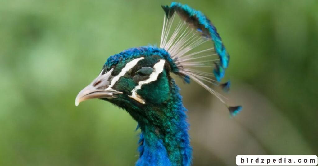Green Peafowls birdzpedia.com