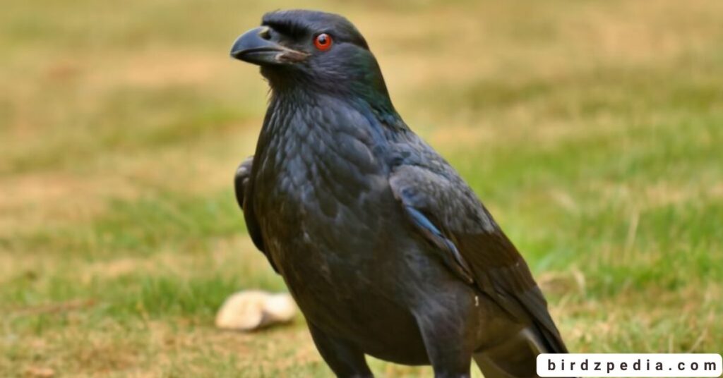 Raven names birdzpedia.com