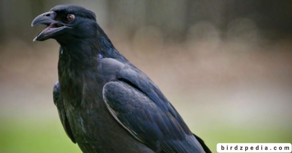 Raven names birdzpedia.com