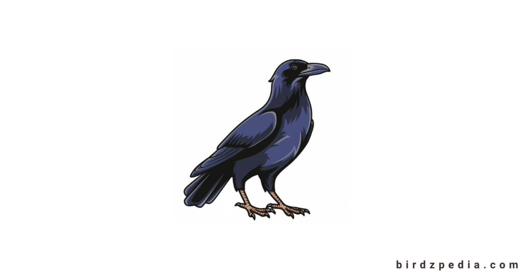 Raven names birdzpedia.com