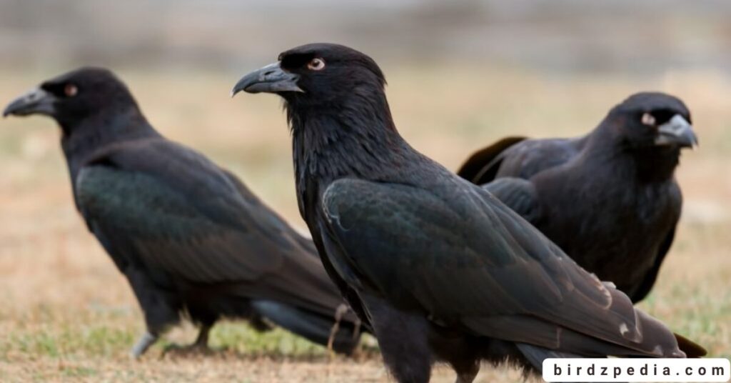 Raven names birdzpedia.com