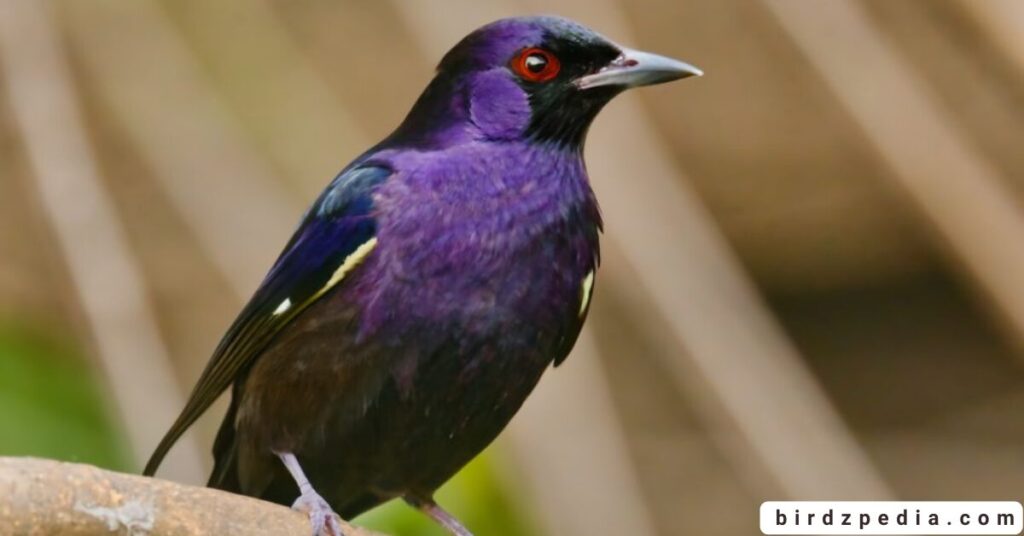 purple birds birdzpedia.com
