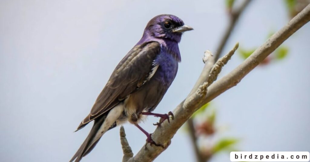 purple birds birdzpedia.com