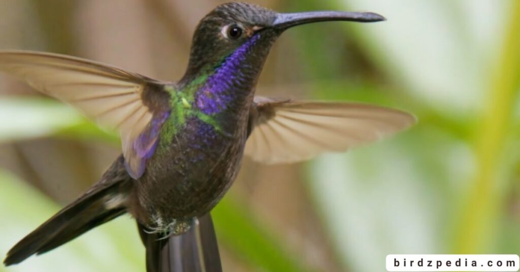 purple birds birdzpedia.com