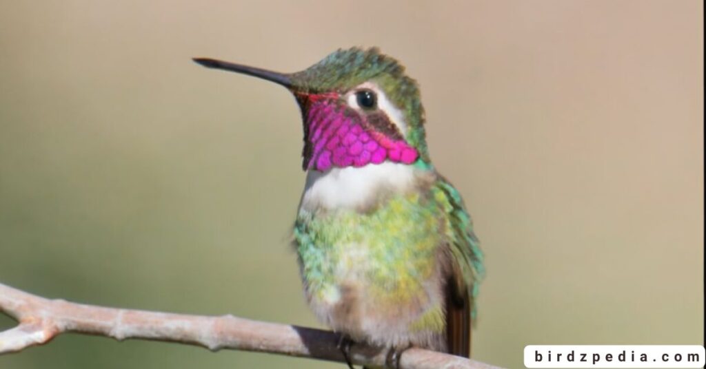 purple birds birdzpedia.com