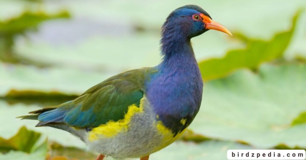 purple birds birdzpedia.com