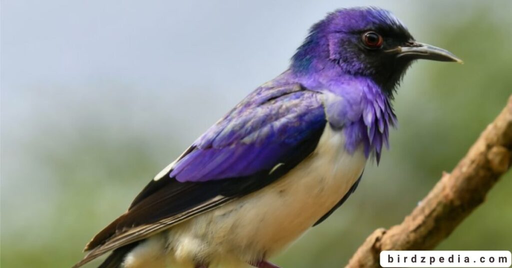 purple birds birdzpedia.com