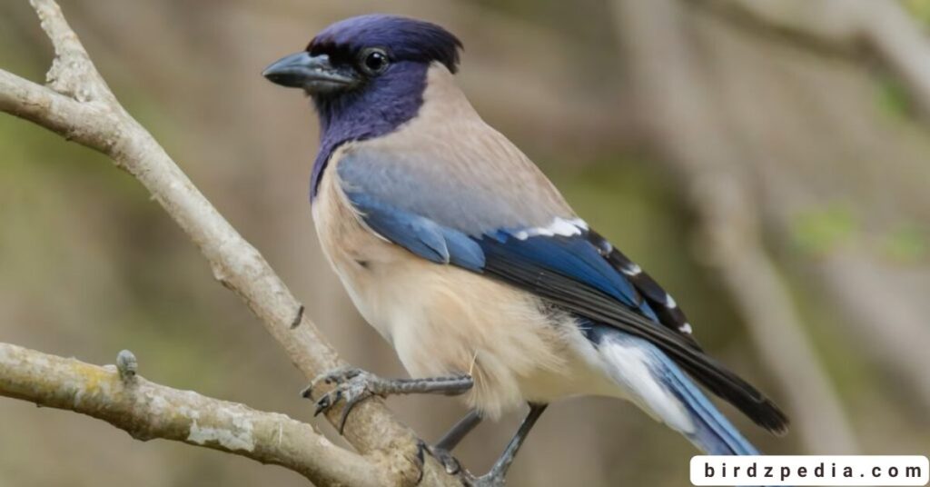 purple birds birdzpedia.com