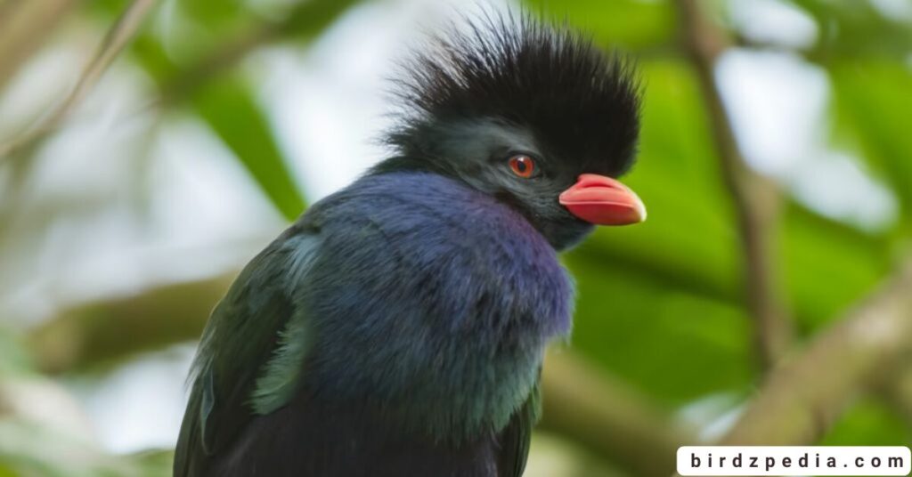 purple birds birdzpedia.com