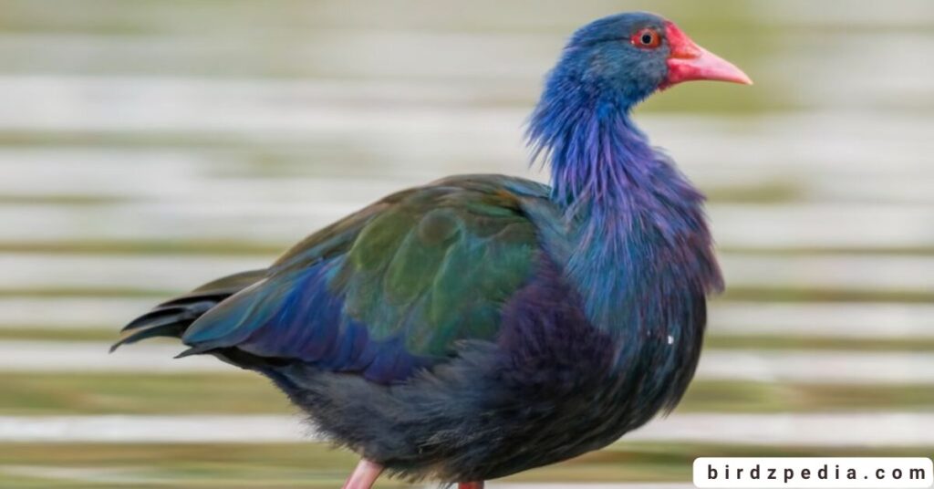 purple birds birdzpedia.com