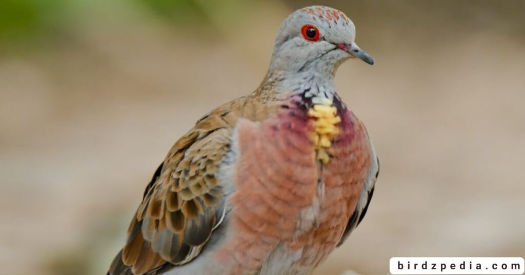 purple birds birdzpedia.com