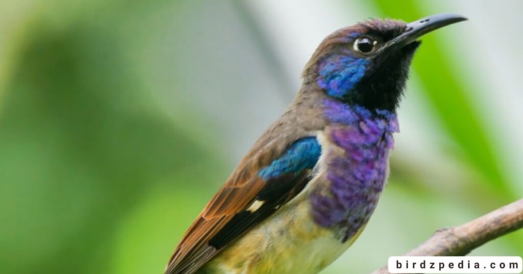purple birds birdzpedia.com