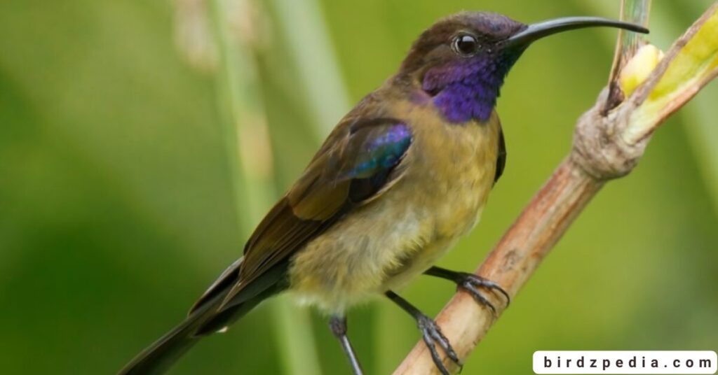 purple birds birdzpedia.com