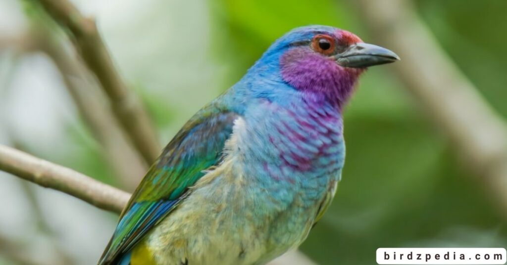 purple birds birdzpedia.com