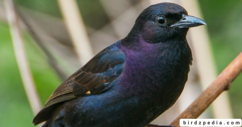 purple birds birdzpedia.com