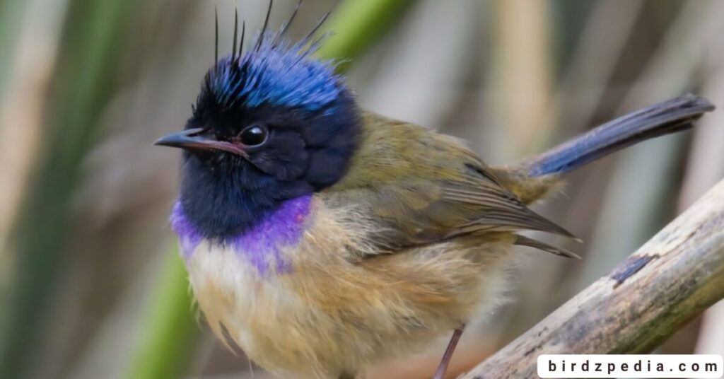 purple birds birdzpedia.com