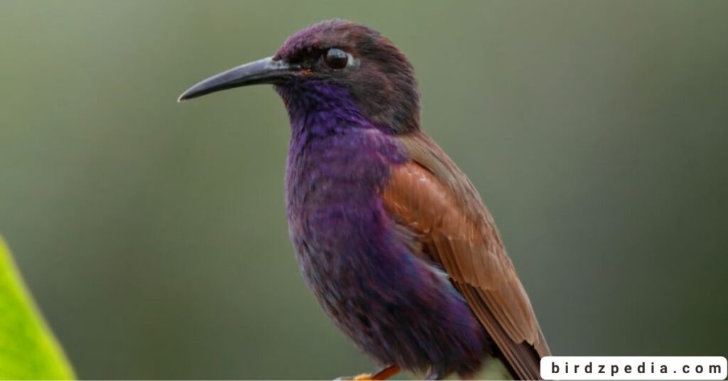 purple birds birdzpedia.com