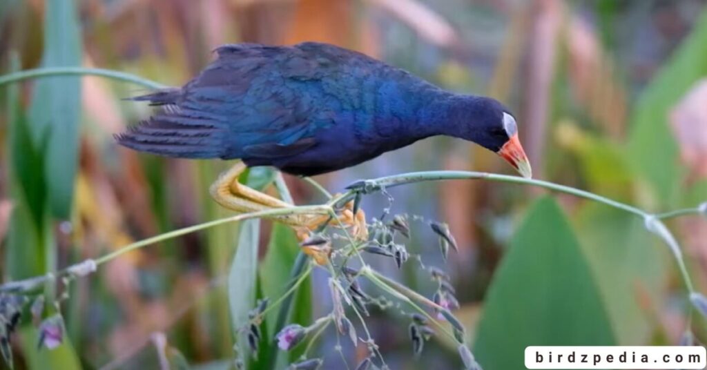 purple birds birdzpedia.com