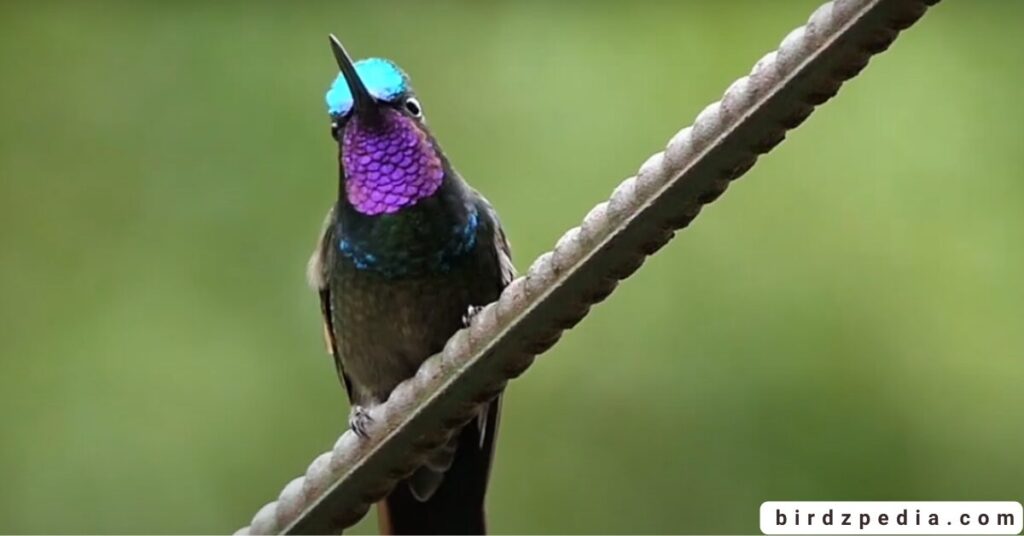 purple birds birdzpedia.com