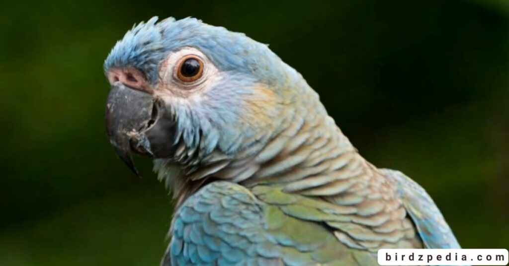 Blue Quaker Parrot birdzpedia.com