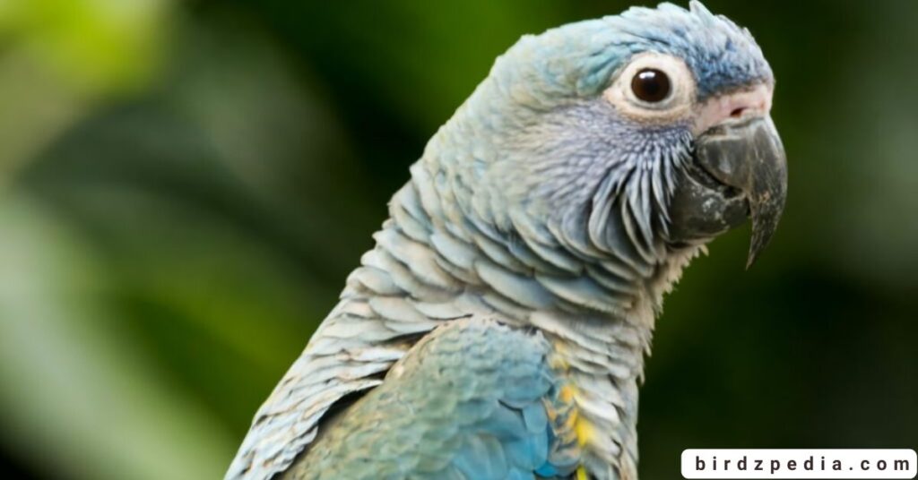 Blue Quaker Parrot birdzpedia.com