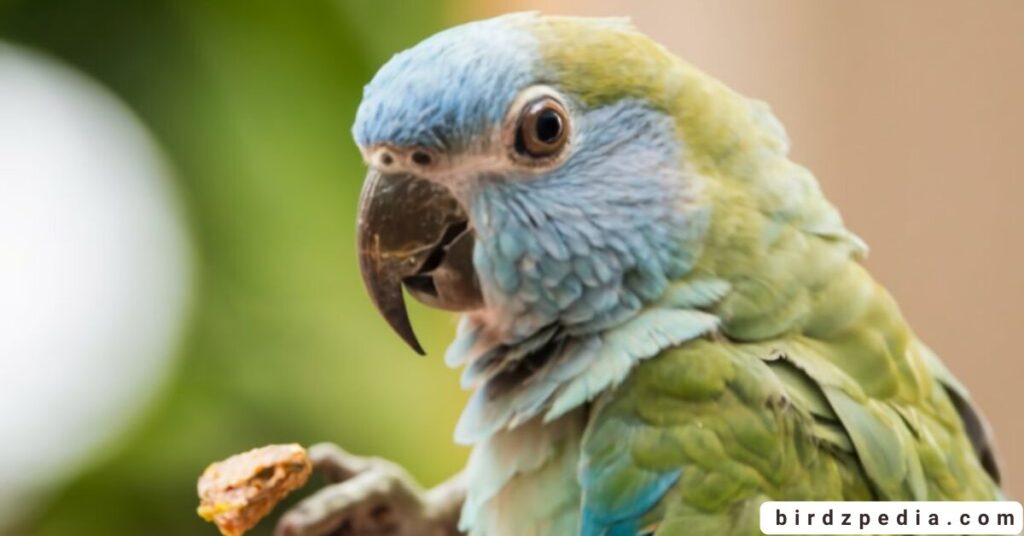 Blue Quaker Parrot birdzpedia.com