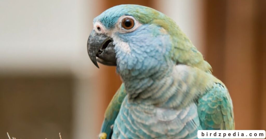 Blue Quaker Parrot birdzpedia.com