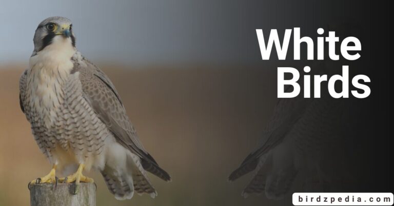 46 BEAUTIFUL WHITE BIRDS  Their Pictures and overview