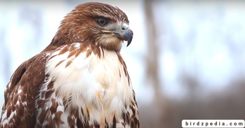 California hawks birdzpedia.com