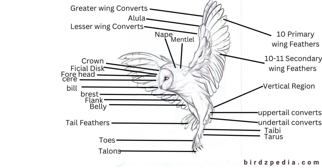 Owl Legs birdzpedia.com