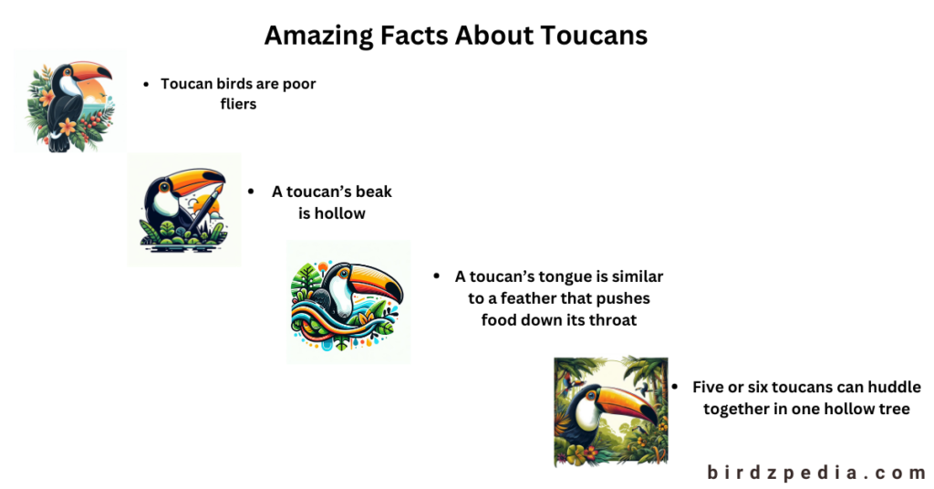 toucans as pets birdzpedia.com