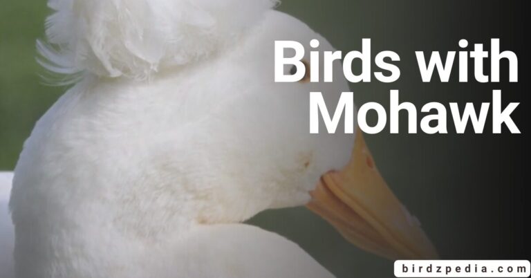 THE DARING WORLD of The Birds with Mohawk