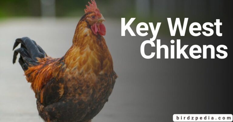 KEY WEST CHICKEN: History, Colorful just like Key West