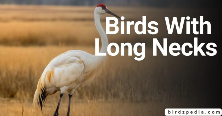 BIRDS WITH LONG NECKS : Look at Nature’s Architectures